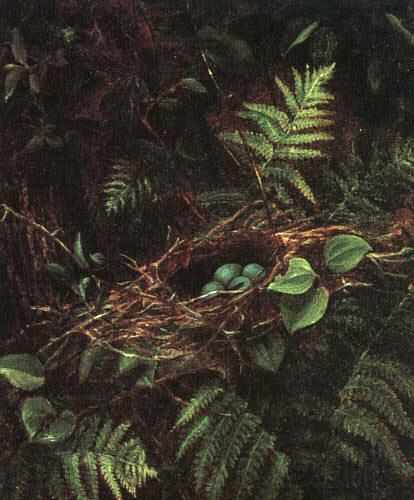 Fidelia Bridges Bird\'s Nest and Ferns Spain oil painting art